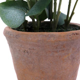 Tekokasvin Eucalyptus terrakottaruukku, jossa on vihreät lehdet, valmistaja hjh OFFICE