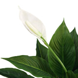Tekokasvin SPATHIPHYLLUM valkoinen kukka ja vihreät lehdet, valmistaja hjh OFFICE