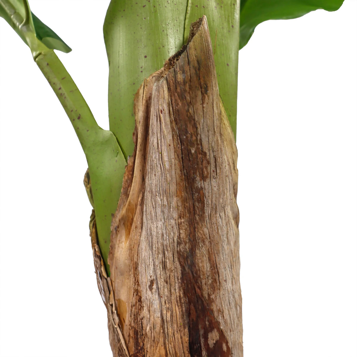 Tekokasvin BANANE I runko, jossa on ruskea kaarna, valmistaja hjh OFFICE