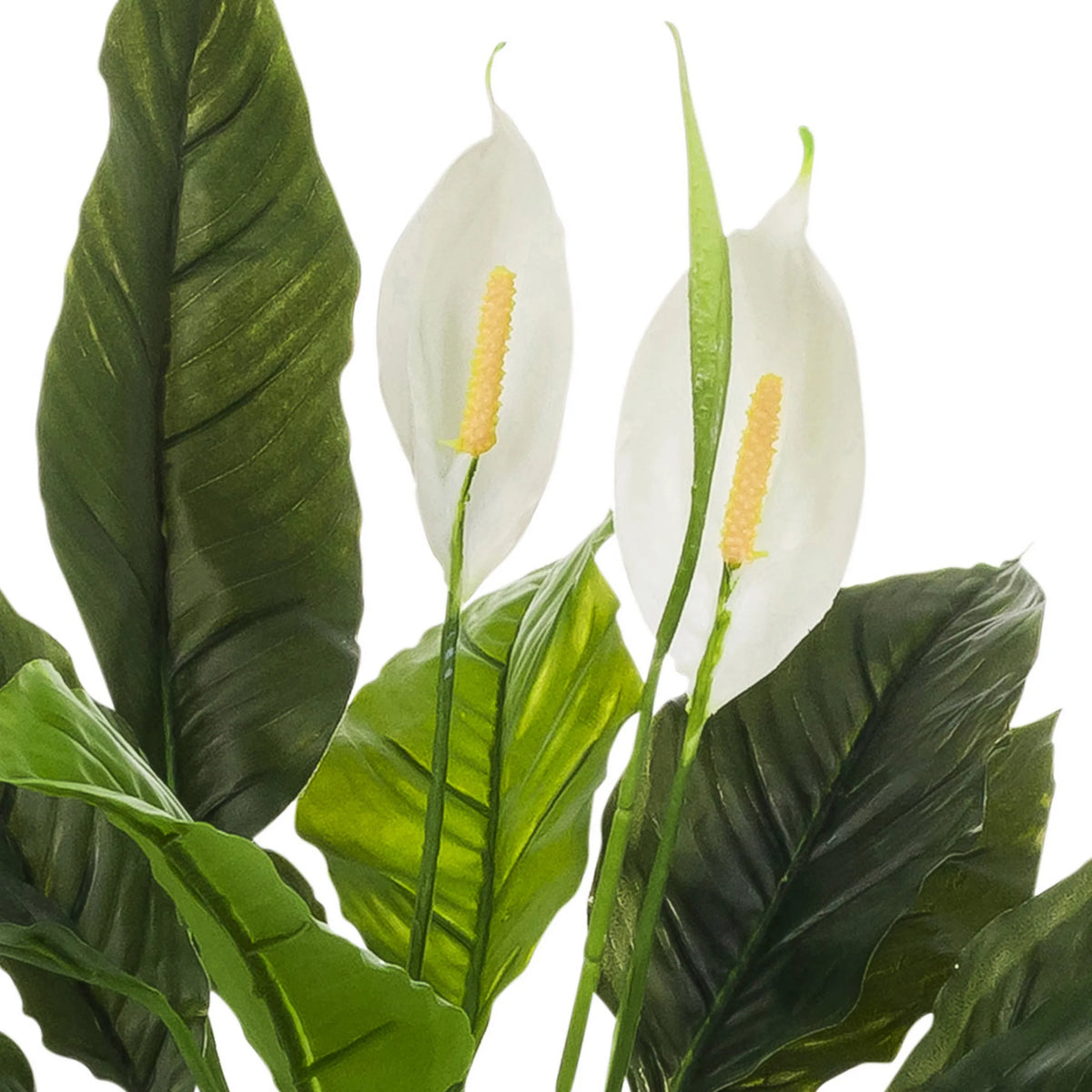 Tekokasvi Spathiphyllum 1-kasvin valkoiset kukat ja vihreät lehdet, valmistaja hjh OFFICE