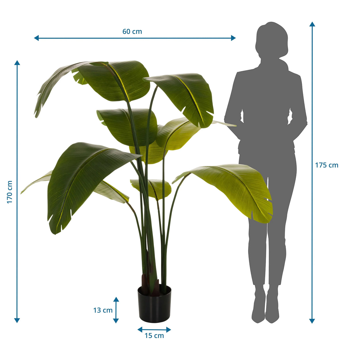 Tekokasvi BANANE mittojen piirustus, korkeus 170 cm ja leveys 60 cm, valmistaja hjh OFFICE