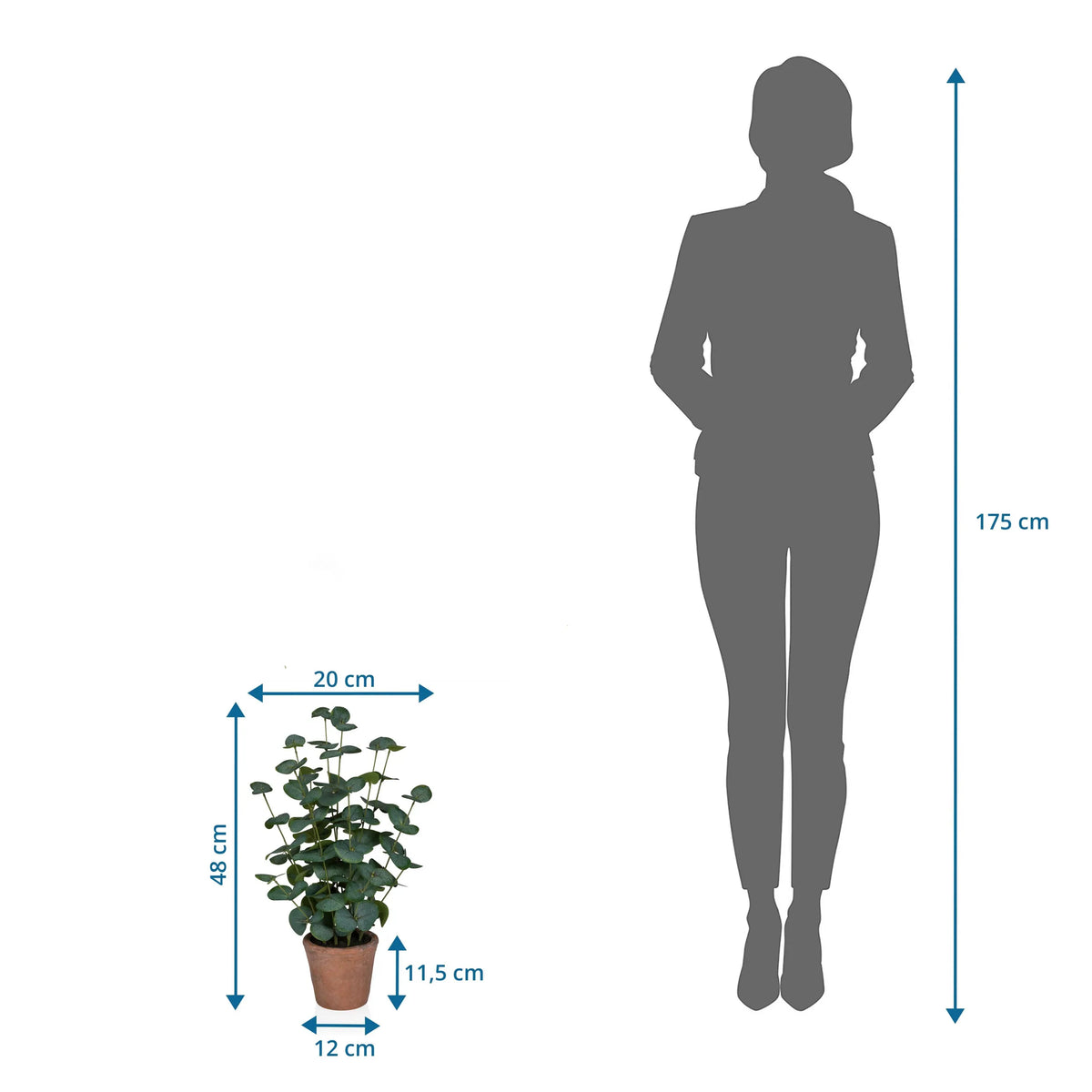 Tekokasvi Eucalyptus mittojen piirustus, korkeus 48 cm, vieressä henkilön siluetti, valmistaja hjh OFFICE