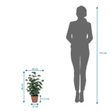 Tekokasvi Eucalyptus mittojen piirustus, korkeus 48 cm, vieressä henkilön siluetti, valmistaja hjh OFFICE