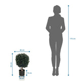 Tekokasvi BUXUS mittoja, korkeus 65 cm verrattuna henkilöön, valmistaja hjh OFFICE