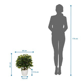Tekokasvi FICUS II mittojen piirustus, korkeus 65 cm ja leveys 40 cm, valmistaja hjh OFFICE