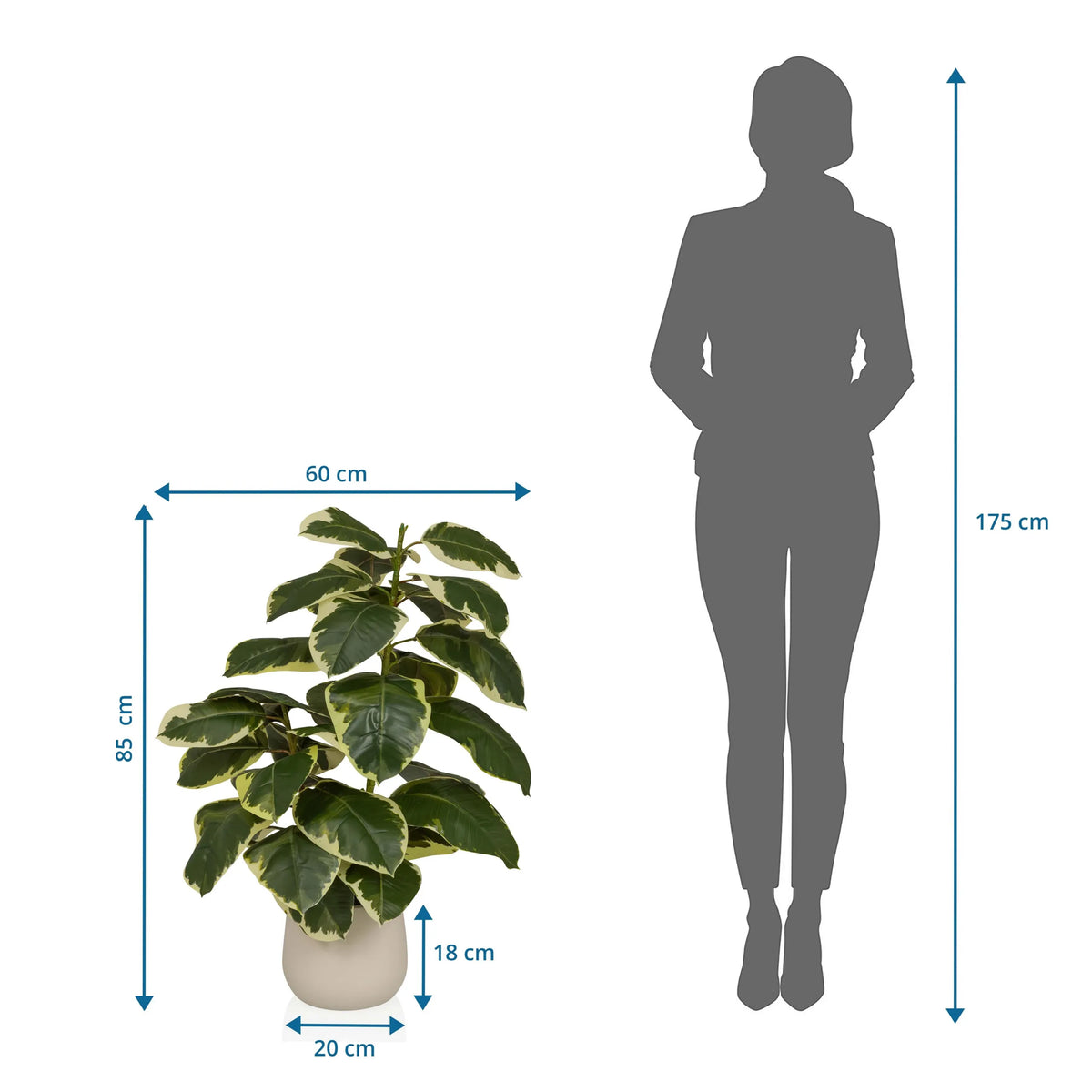 Tekokasvi Ficus 3 mittojen piirustus, korkeus 85 cm ja leveys 60 cm, valmistaja hjh OFFICE
