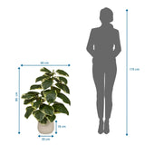 Tekokasvi Ficus 3 mittojen piirustus, korkeus 85 cm ja leveys 60 cm, valmistaja hjh OFFICE