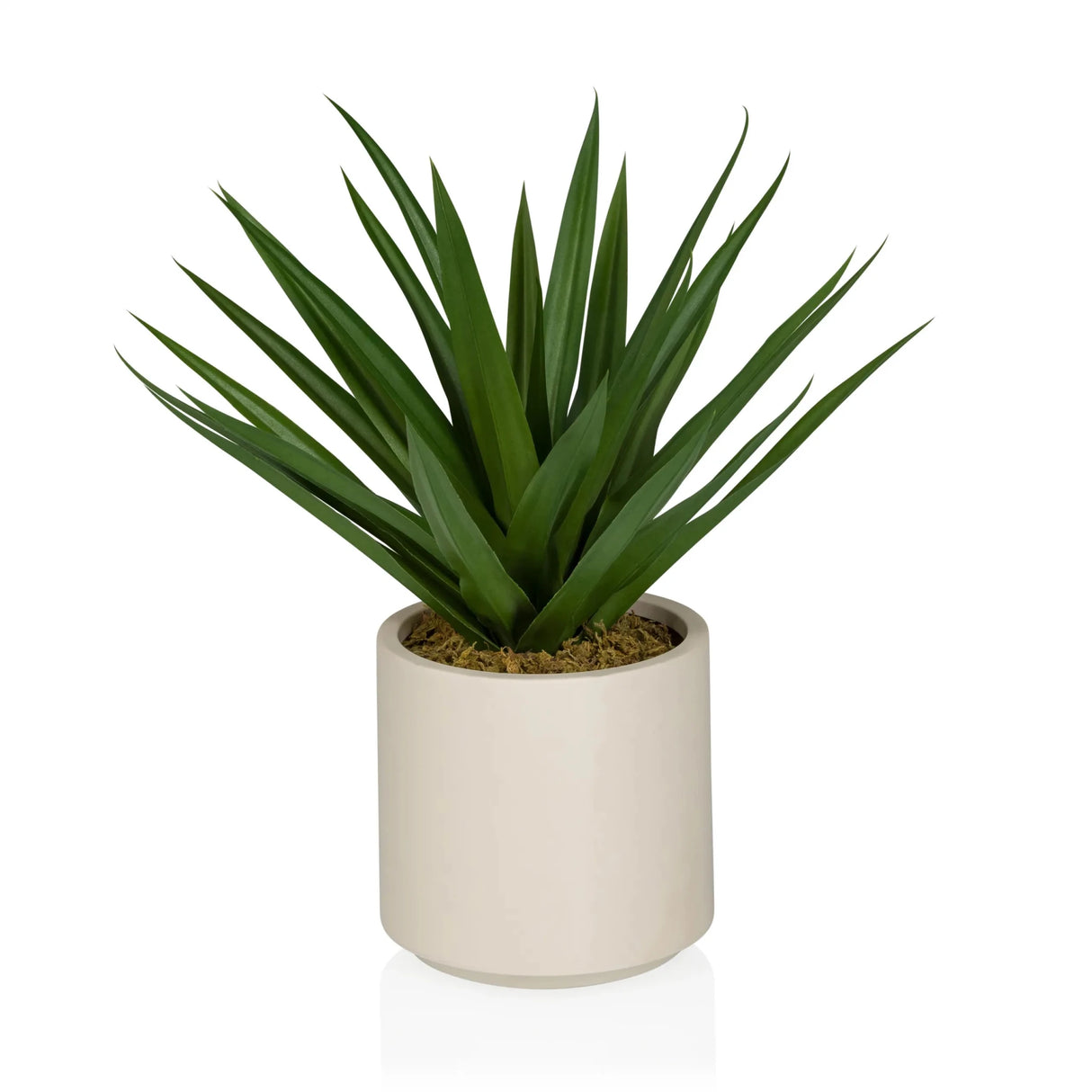 Agave - Tekokasvi 