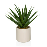 Agave - Tekokasvi 
