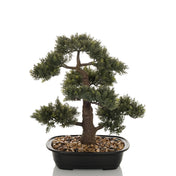 Tekokasvi BONSAI vihreän bonsain muodossa mustassa kulhossa, jossa on kivet, valmistaja hjh OFFICE