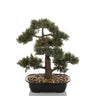 Tekokasvi BONSAI vihreän bonsain muodossa mustassa kulhossa, jossa on kivet, valmistaja hjh OFFICE