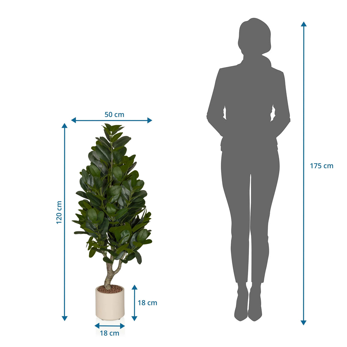 Tekokasvi Garcinia mittojen piirustus, korkeus 120 cm ja leveys 50 cm, valmistaja hjh OFFICE