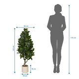 Tekokasvi Garcinia mittojen piirustus, korkeus 120 cm ja leveys 50 cm, valmistaja hjh OFFICE