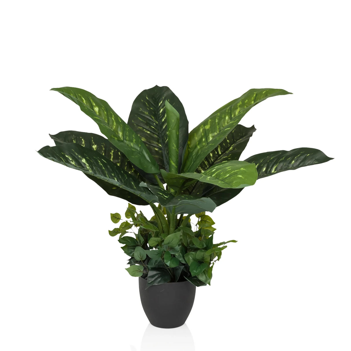 DIEFFENBACHIA - Tekokasvi 