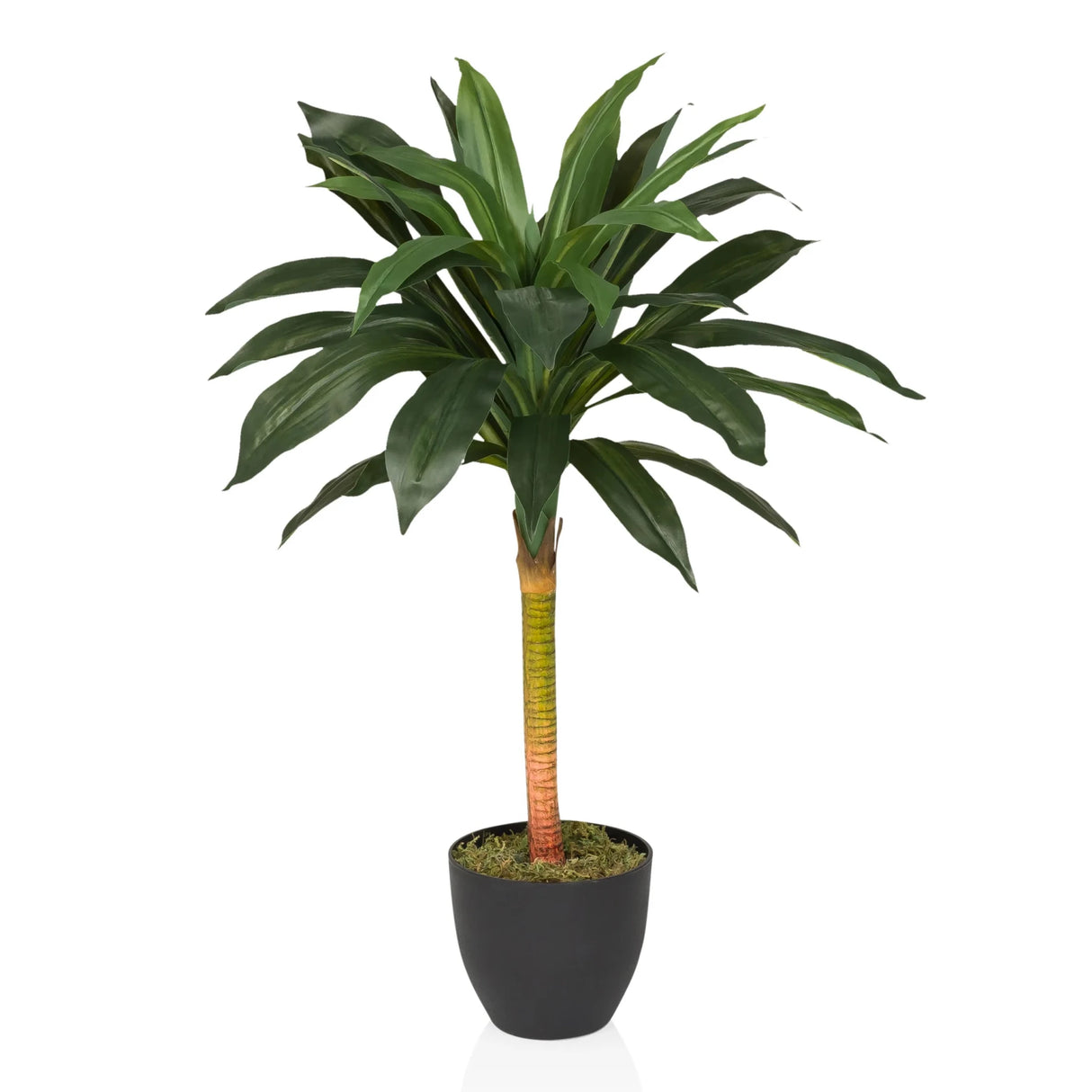 DRACAENA I - Tekokasvi 