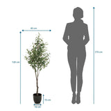 Tekokasvi OLIVE mittojen piirustus, korkeus 120 cm, valmistaja hjh OFFICE