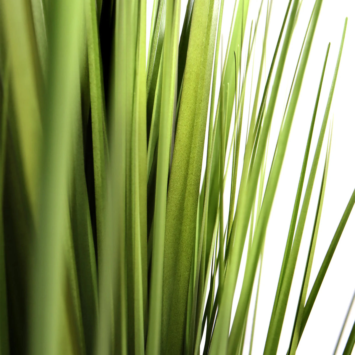 Tekokasvi CORTADERIA-kasvin vihreät lehdet, valmistaja hjh OFFICE