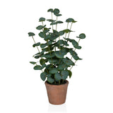 Eucalyptus - Tekokasvi 