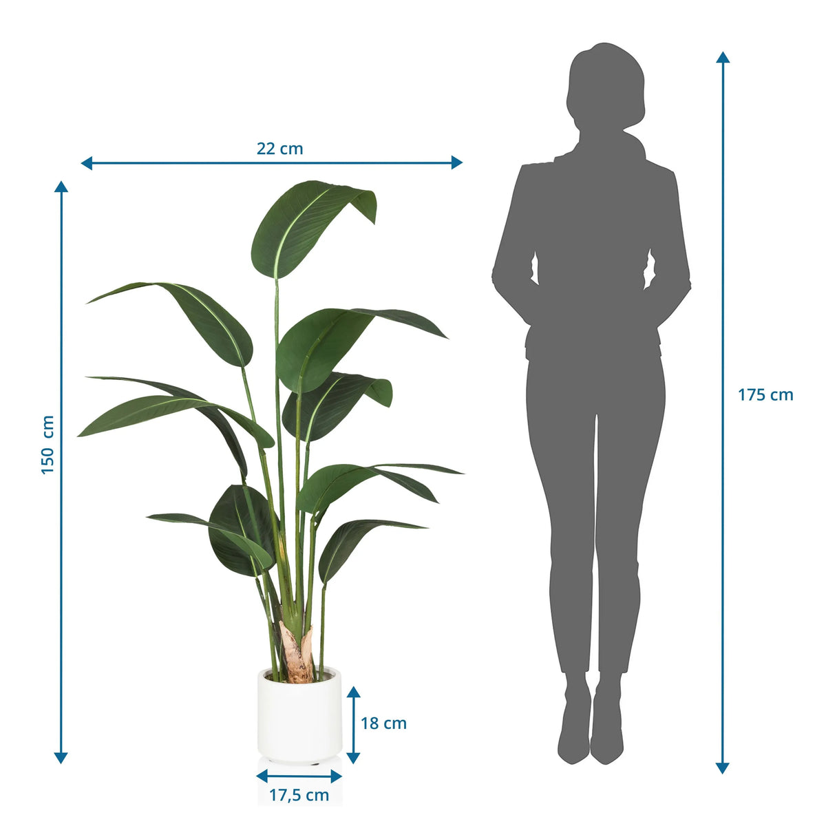 Tekokasvi STRELITZIA mitat, korkeus 150 cm, valmistaja hjh OFFICE