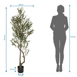 Maßzeichnung der Kunstpflanze OLIVE I mit einer Höhe von 172 cm von hjh OFFICE