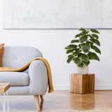 Tekokasvi Ficus 3 vihreänä ja valkoisena valkoisessa ruukussa puualustalla, valmistaja hjh OFFICE