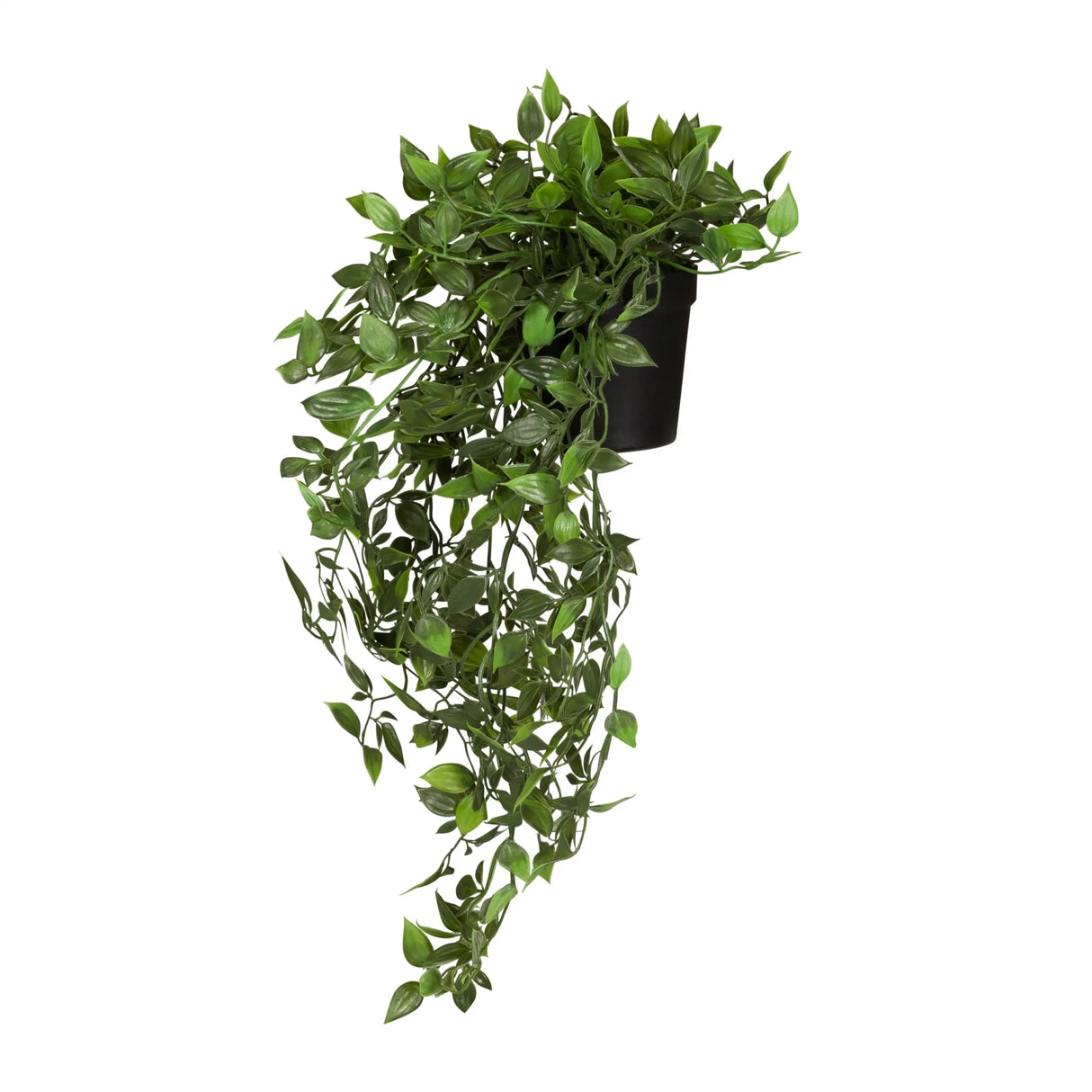 Epipremnum Climb - Tekokasvi 