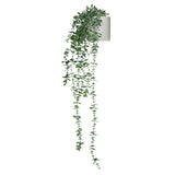EUCALYPTUS CLIMB - Tekokasvi 