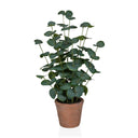 Tekokasvi Eucalyptus vihreänä pyöreillä lehdillä ruskeassa saviruukussa, valmistaja hjh OFFICE