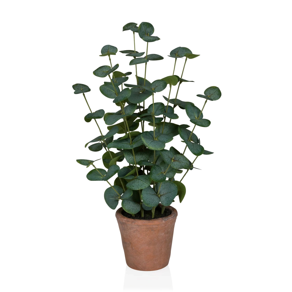 Eucalyptus - Tekokasvi 