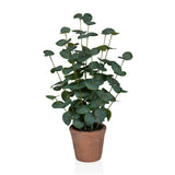 Eucalyptus - Tekokasvi 