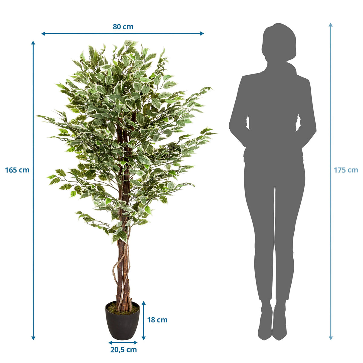 Tekokasvi FICUS mittojen piirustus, korkeus 165 cm ja leveys 80 cm, valmistaja hjh OFFICE