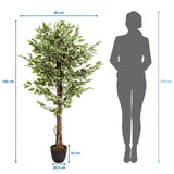 Tekokasvi FICUS mittojen piirustus, korkeus 165 cm ja leveys 80 cm, valmistaja hjh OFFICE