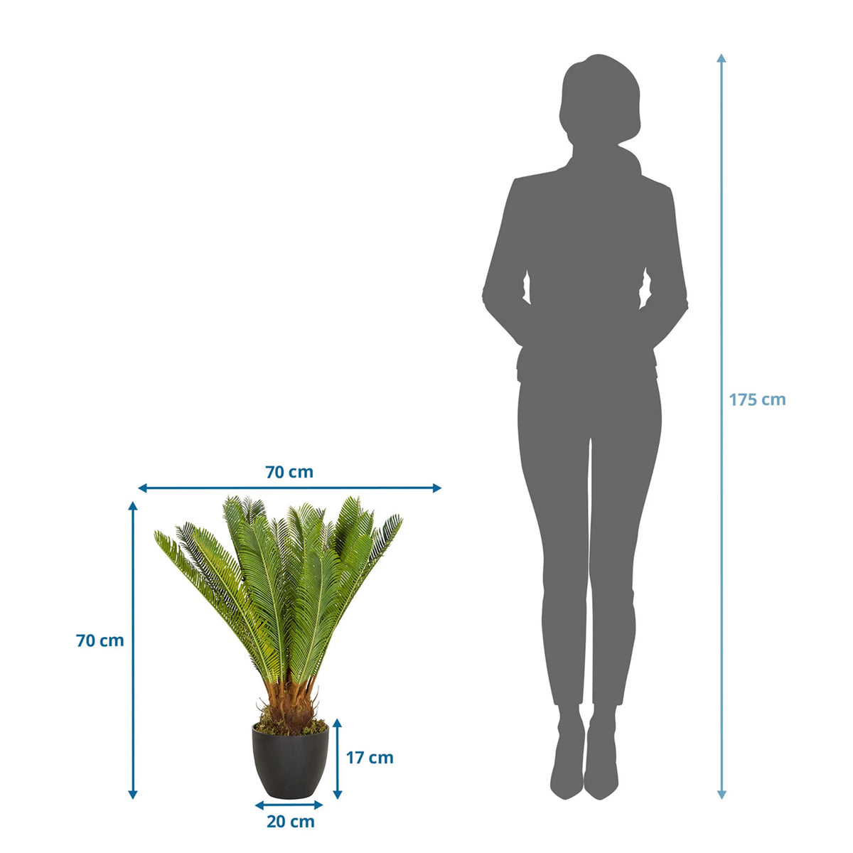 Tekokasvi CYCAS mittojen piirustus, korkeus ja leveys kumpikin 70 cm, valmistaja hjh OFFICE