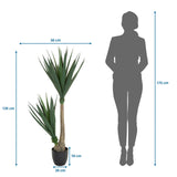 Tekokasvi YUCCA mittojen piirustus, korkeus 135 cm ja leveys 50 cm, valmistaja hjh OFFICE