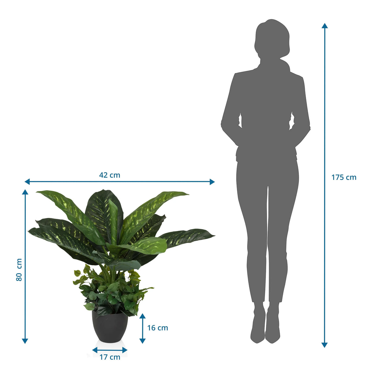 Tekokasvi DIEFFENBACHIA mittojen piirustus, korkeus 80 cm ja leveys 42 cm, valmistaja hjh OFFICE