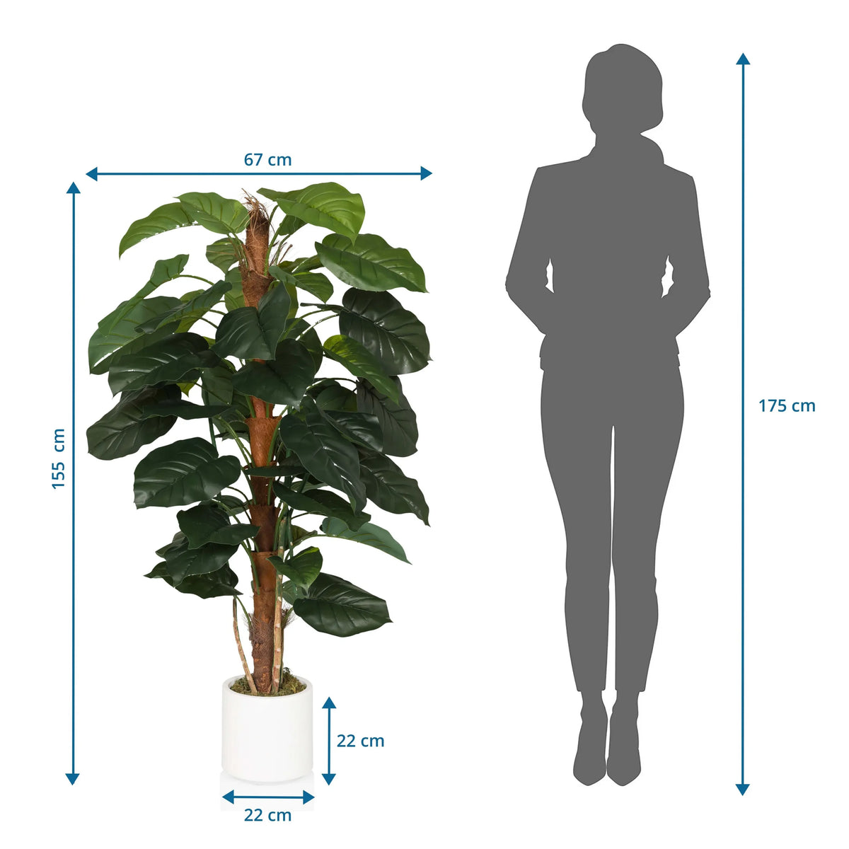 Tekokasvi EPIPREMNUM mittojen piirustus, korkeus 155 cm ja leveys 67 cm, valmistaja hjh OFFICE