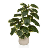 Ficus 3 - Tekokasvi 