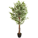 Tekokasvi FICUS vihreillä ja valkoisilla kirjavilla lehdillä mustassa ruukussa, valmistaja hjh OFFICE