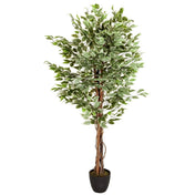 Tekokasvi FICUS vihreillä ja valkoisilla kirjavilla lehdillä mustassa ruukussa, valmistaja hjh OFFICE