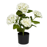 HYDRANGEA - Tekokasvi 
