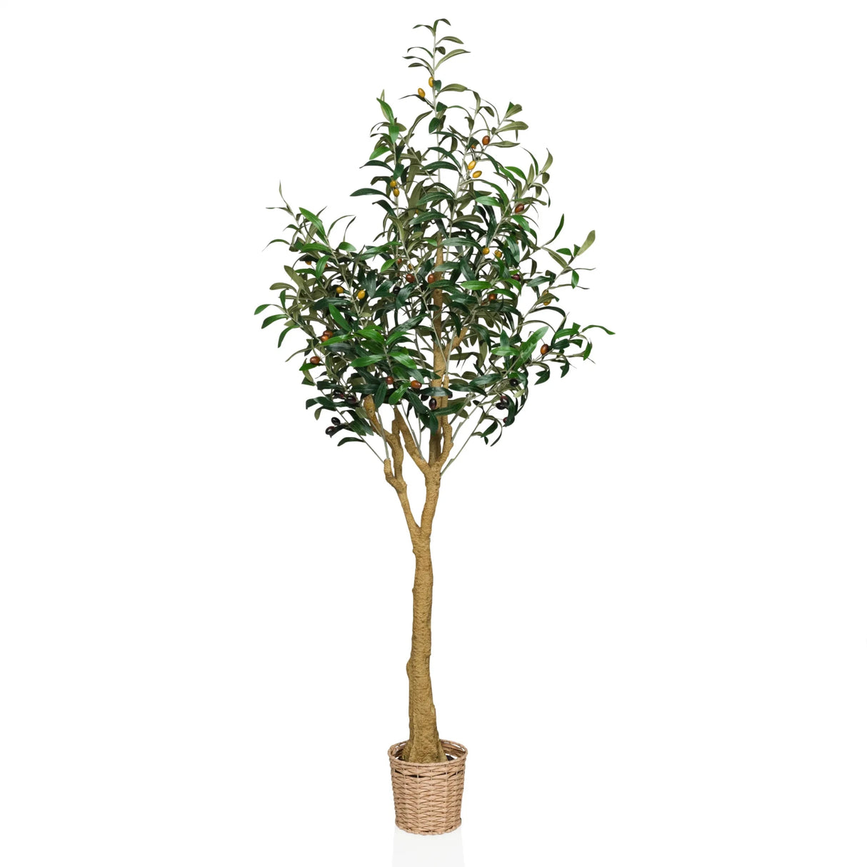 OLIVE II - Tekokasvi 