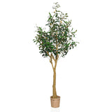 OLIVE II - Tekokasvi 