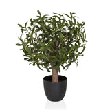 Olive S - Tekokasvi 