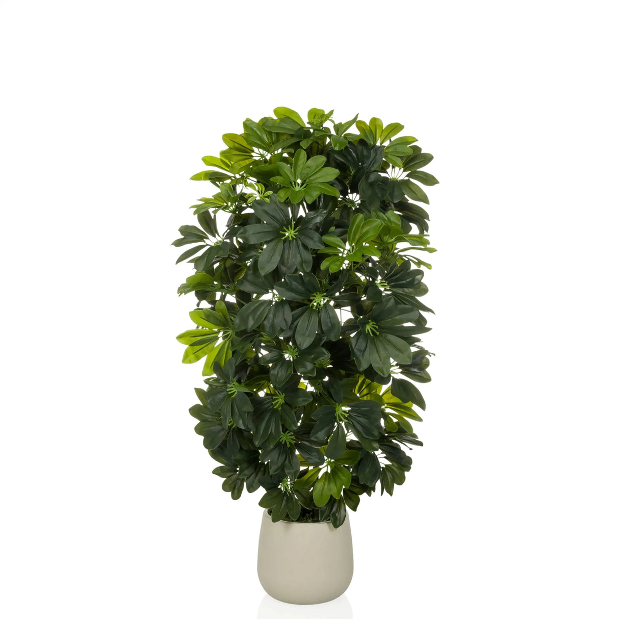 Schefflera 2 - Tekokasvi 