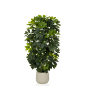 Tekokasvi Schefflera 2 vihreänä tuuheilla lehdillä yksinkertaisessa beigessä ruukussa, valmistaja hjh OFFICE