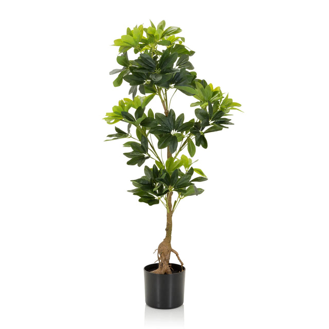 Vihreä Tekokasvi SCHEFFLERA kiiltävillä lehdillä mustassa ruukussa, valmistaja hjh OFFICE