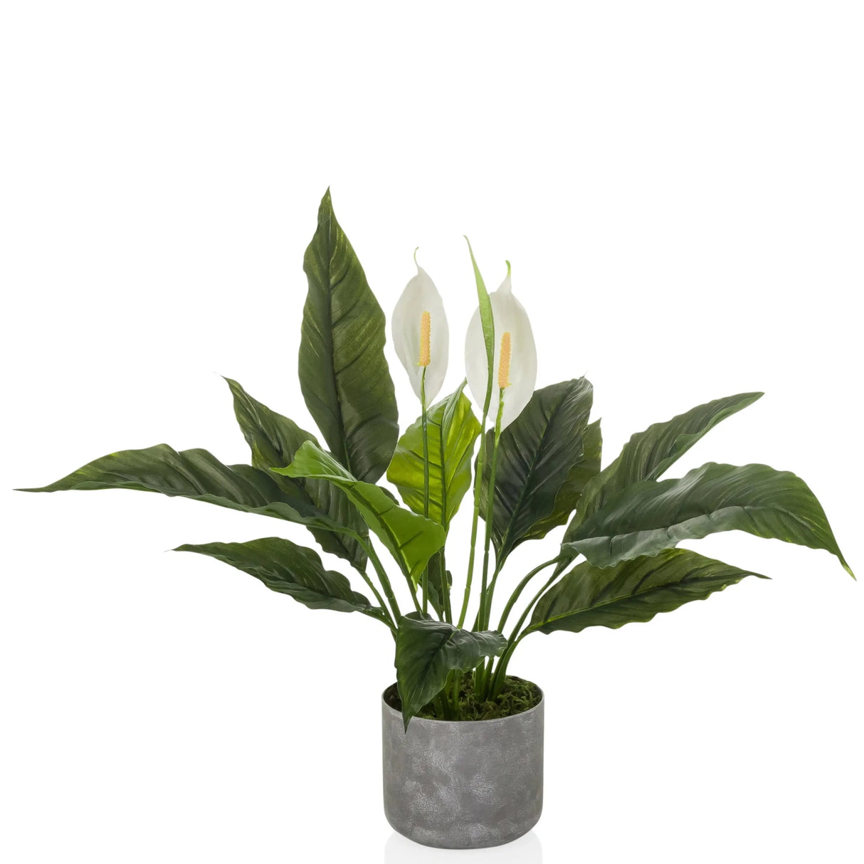 Spathiphyllum 1 - Tekokasvi 