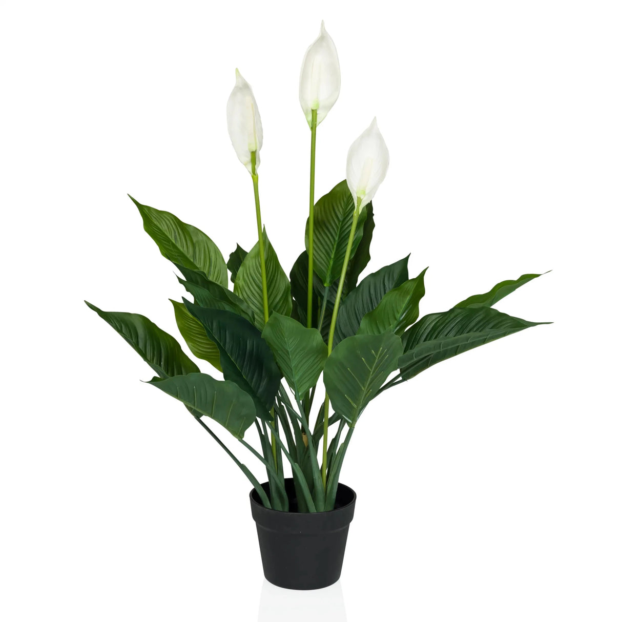 Tekokasvi SPATHIPHYLLUM vihreänä ja valkoisena kolmella kukalla mustassa ruukussa, valmistaja hjh OFFICE