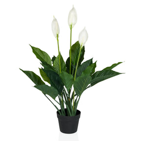Tekokasvi SPATHIPHYLLUM vihreänä ja valkoisena kolmella kukalla mustassa ruukussa, valmistaja hjh OFFICE