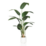 STRELITZIA - Tekokasvi 